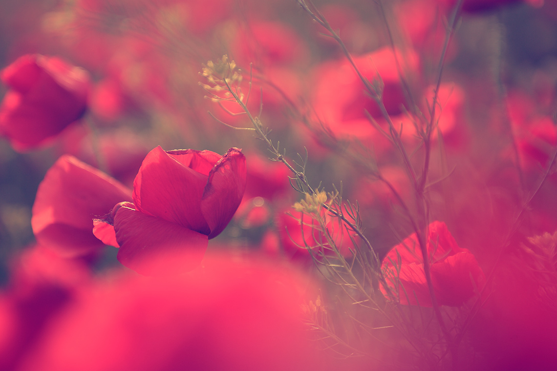portfolio_featured_image2